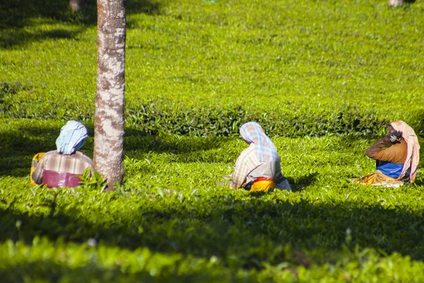 Les gens cueillant des feuilles de thé dans une plantation de thé, Munnar est surtout connu comme la capitale du thé de l'Inde — Photo