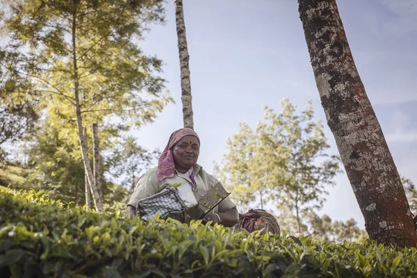 Mensen plukken theebladeren in een thee plantage, is Munnar vooral bekend als de hoofdstad van India's thee — Stockfoto