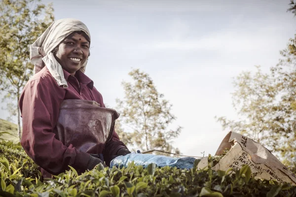 Les gens cueillant des feuilles de thé dans une plantation de thé, Munnar est surtout connu comme la capitale du thé de l'Inde — Photo