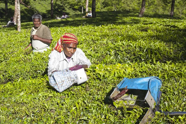 Les gens cueillant des feuilles de thé dans une plantation de thé, Munnar est surtout connu comme la capitale du thé de l'Inde — Photo