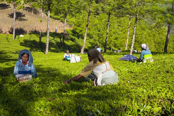 İnsanlar, çay yaprakları çay plantasyon içinde toplama Munnar en iyi Hindistan'ın çay başkenti olarak bilinen — Stok fotoğraf