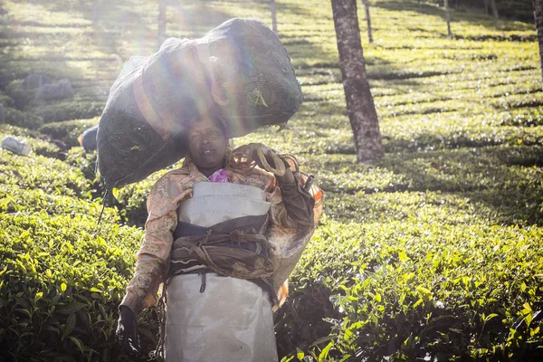 Mensen plukken theebladeren in een thee plantage, is Munnar vooral bekend als de hoofdstad van India's thee — Stockfoto