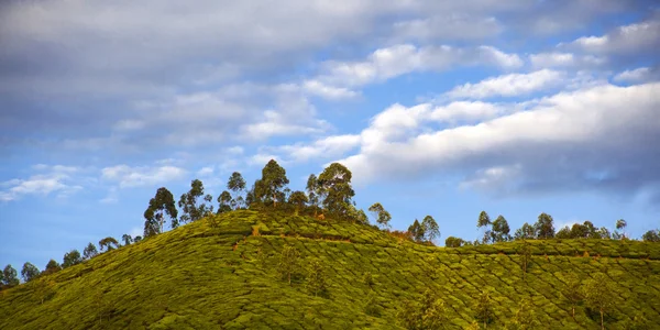 Hermosa plantación de té verde fresco en Munnar, Kerala, India — Foto de Stock