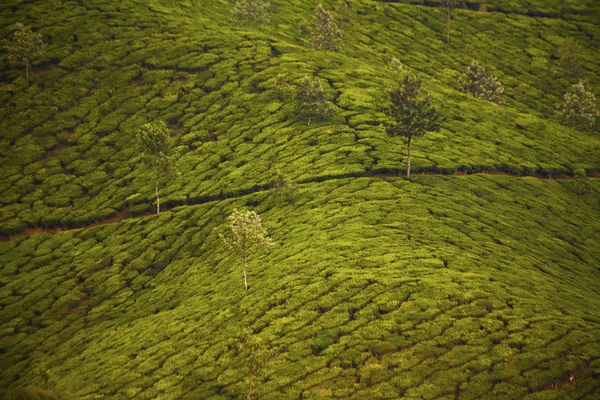 Paisagem plantação de chá — Fotografia de Stock