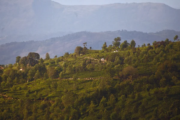 Plantaciones de té en Munnar, India — Foto de Stock