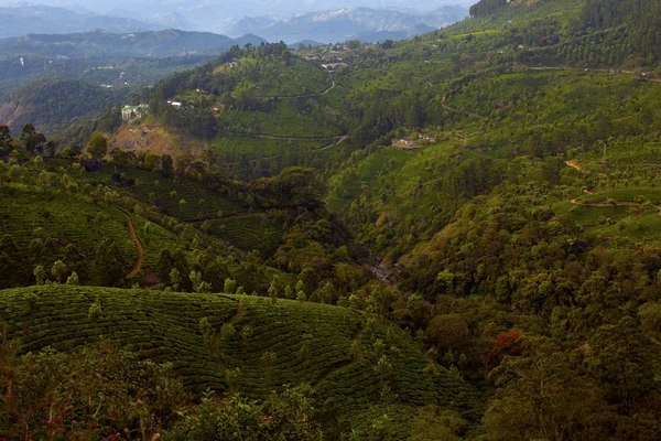 Čajové plantáže v munnar, Indie — Stock fotografie