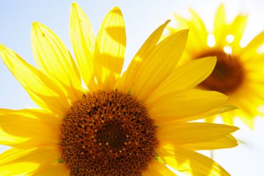 bloomimg ayçiçeği yaz alanında