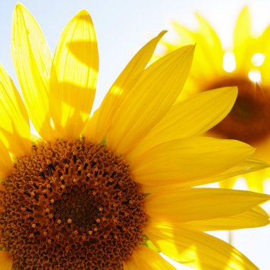 bloomimg ayçiçeği yaz alanında