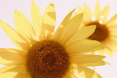 bloomimg ayçiçeği yaz alanında