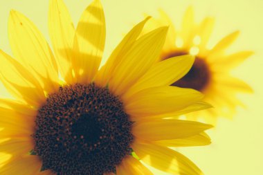 bloomimg ayçiçeği yaz alanında