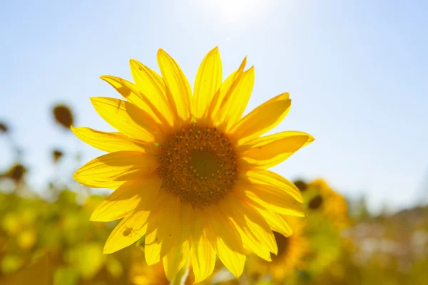 Flor de girassol no campo de verão — Fotografia de Stock