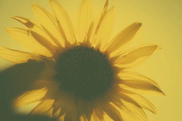 Blutige Sonnenblume im Sommerfeld — Stockfoto