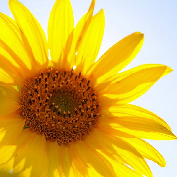 Bloomimg sunflower in summer field — Stock Photo, Image