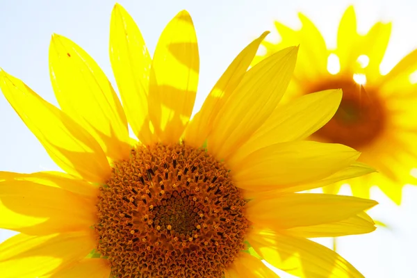 Bloomimg sunflower in summer field — Stock Photo, Image