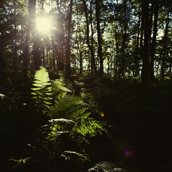 Morning in forest with a lot of fern — Stock Photo, Image