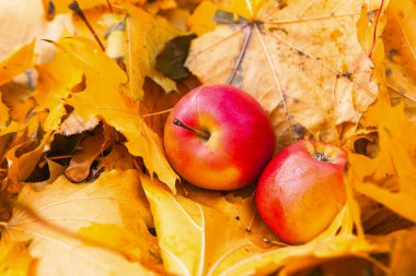 Kırmızı elma ve yaprakları ile sonbahar natürmort