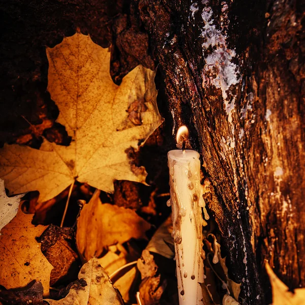 Smuk naturlig indretning til efterårsferie, gamle tørre ahorn leav - Stock-foto