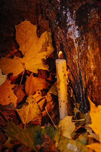 Beautiful natural decor for autumnal holiday, old dry maple leav — Stock Photo, Image