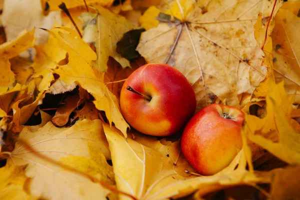 Осенний натюрморт с красными яблоками и листьями — стоковое фото