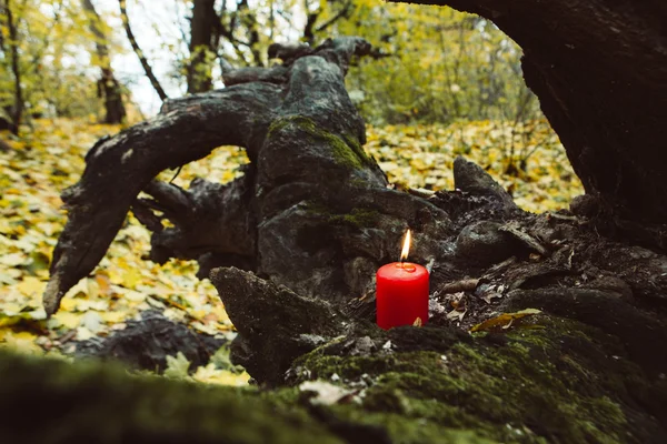 Beautiful natural decor for autumnal holiday. candle on tree wit — Stock Photo, Image