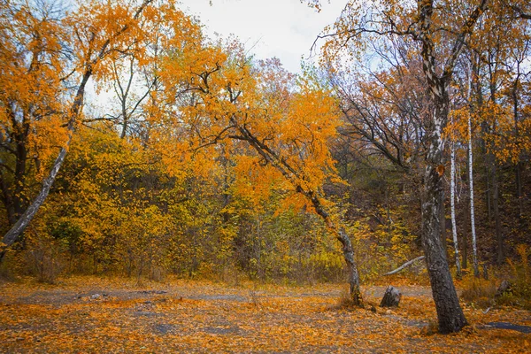 Arbre dans le parc en automne — Photo