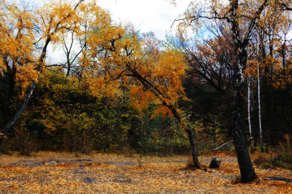 Árvore no parque no outono — Fotografia de Stock