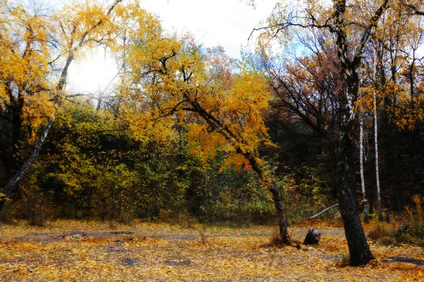 Árvore no parque no outono — Fotografia de Stock