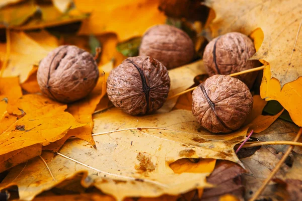 Batas musim gugur dari walnut dan daun maple di kayu — Stok Foto