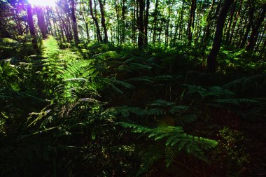 Krushevo, Makedonya dağlarında görkemli gündoğumu