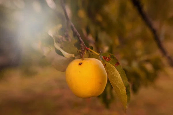 Κίτρινο μήλο στη μηλιά — Φωτογραφία Αρχείου