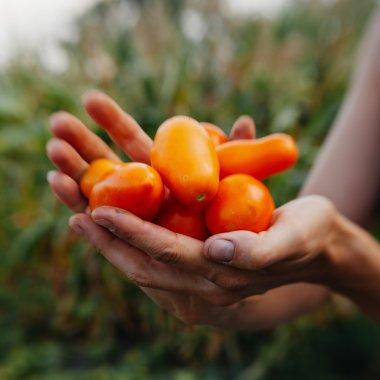 çiftçiler el ile taze hasat domates.