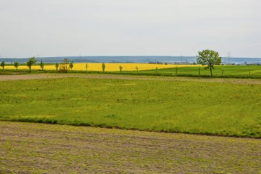 Gözyaşı tohumu elektrik direkleri 
