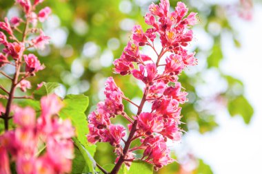 Bahar geldi Pembe kestane