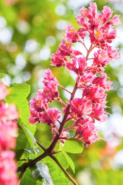 Bahar geldi Pembe kestane