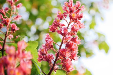 Bahar geldi Pembe kestane