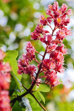 Bahar geldi Pembe kestane