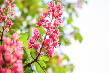 Bahar geldi Pembe kestane