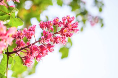 Bahar geldi Pembe kestane