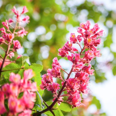 Bahar geldi Pembe kestane