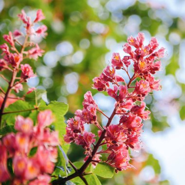 Bahar geldi Pembe kestane