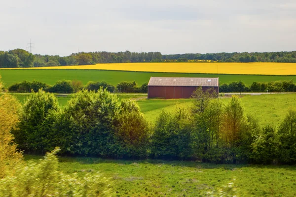 Campo Colza Preso Spting Germania — Foto Stock