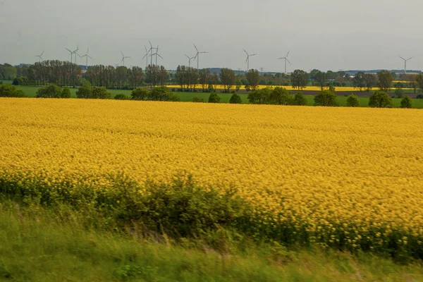 Літні Поля Дозрівають Зернові Культури Німеччині — стокове фото