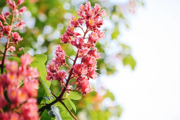 Весняний Час Рожевий Каштан — стокове фото