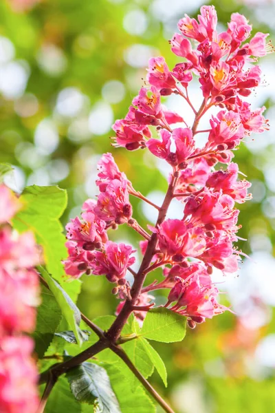 Primavera Traer Castaño Rosa — Foto de Stock