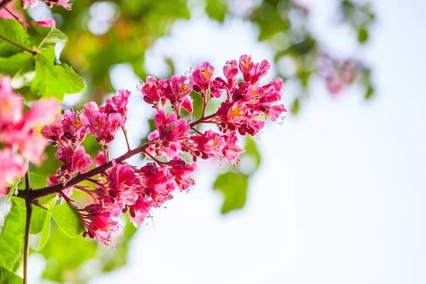 Весеннее Время Приносит Розовый Каштан — стоковое фото