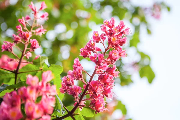 Tavaszi Idő Rózsaszín Gesztenye — Stock Fotó