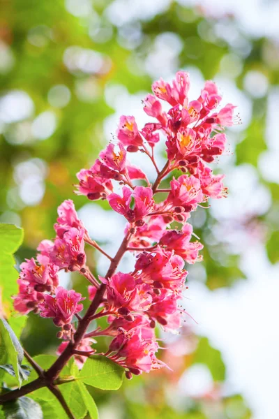 春の時間はピンクの栗をもたらす — ストック写真