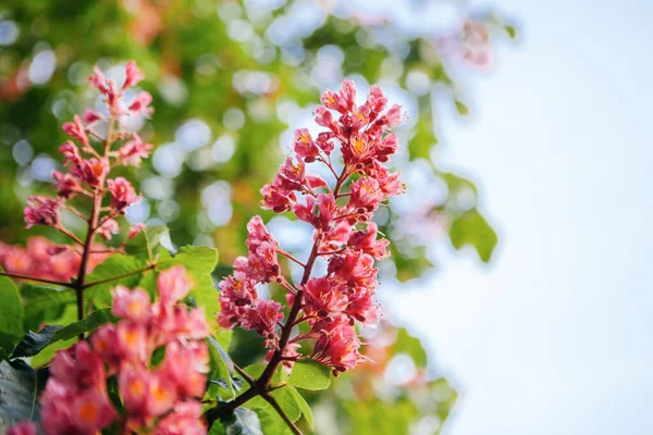 Primavera Tempo Trazendo Castanha Rosa — Fotografia de Stock