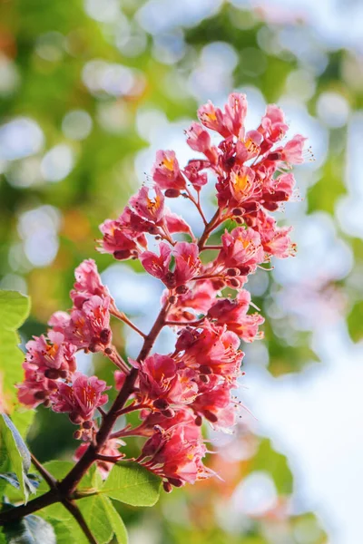 Bahar geldi Pembe kestane