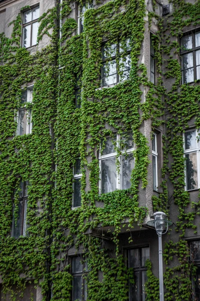 Ivy covered building in Berlin